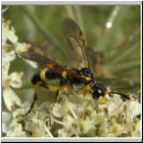 Tenthredo amoena - Blattwespe m07.jpg